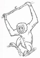 Gibbon Colorare Gibboni Lar Gibbons sketch template