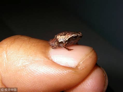 meet mini mum    worlds smallest frogs cgtn