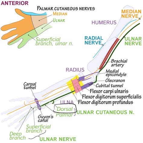 gross anatomy glossary dorsal ulnar cutaneous nerve draw