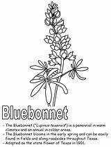 Bluebonnet Bonnets Kidzone Visit sketch template