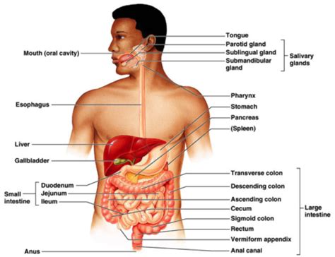 anatomy diagram source