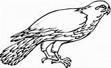 Falcon Coloring Peregrine Halcones Hawk Clipartmag sketch template