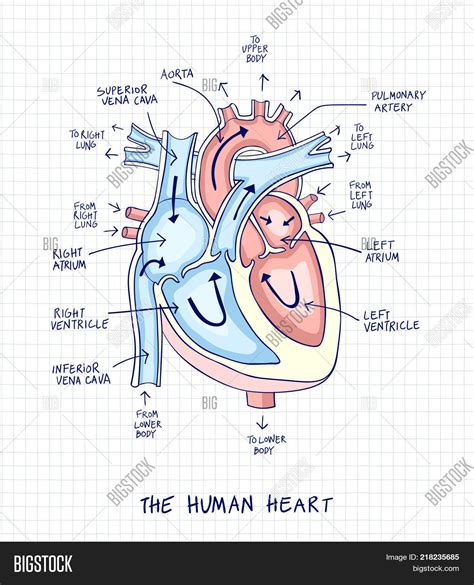 sketch human heart vector photo  trial bigstock