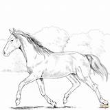 Horse Coloring Pages Realistic Holsteiner Paint Color Printable Horses Supercoloring Print Markers Crayons Crayola Pencils Chose Watercolors Colored sketch template