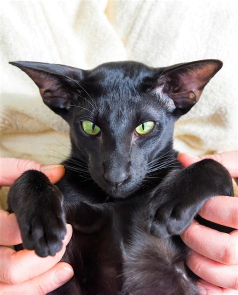 premium photo black oriental cat  woman