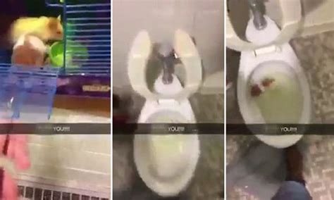 shocking video shows man flushing hamster down toilet daily mail online