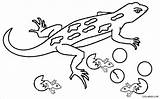 Lizard Cicak Mewarnai Eidechse Gecko Lizards Ausmalbilder Cool2bkids Eidechsen Draco Coloringbay Paud sketch template