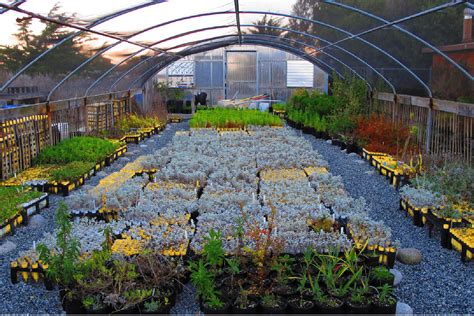 reasons  purchase  plants   local nursery timberline