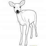 Doe Fallow Buck Coloringpages101 Formosan Sika Antlers Template Kleurplaat Hertjes Designlooter sketch template