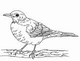 Robin Birds sketch template