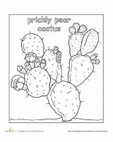 Cactus Prickly Worksheet Worksheets Kaktus Malvorlagen Homedecorgaardeningflowers sketch template