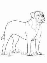 Coloring Pages Doberman Bullmastiff Pinscher Dog Mastiff Favorite Getdrawings Bull Getcolorings sketch template