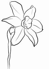 Daffodil Coloring Pages Drawing Printable Daffodils Narcissus Flower Silhouette sketch template