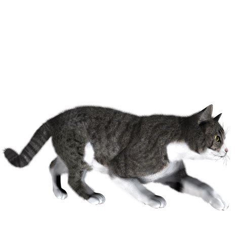 sneaking cat png transparent image  size xpx