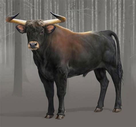 aurochs bos primigenius  world  animals