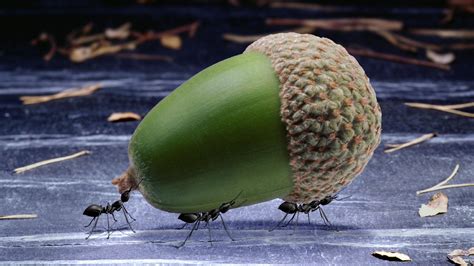 ameisen schwarmintelligenz ameisen insekten und spinnentiere