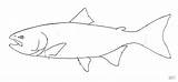 Salmon Coloring Pages Fish Outline Drawing Pacific Template Printable Chinook Drawings Chum Patterns Stencils Cycle Life Getdrawings Crafts sketch template