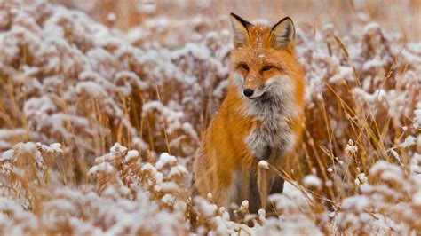 winter red animals foxes wallpapers hd desktop  mobile backgrounds