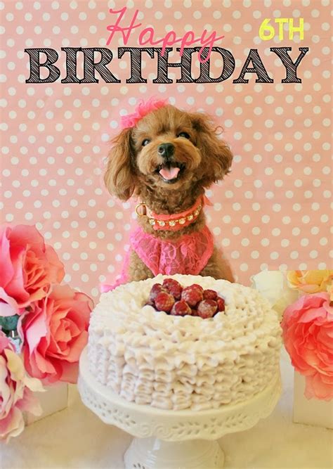 wooflink hip designer dog clothes happy  birthday
