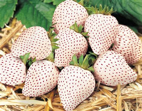 japan s white strawberries