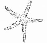 Starfish Coloring Beautiful Sea Pages Color Stencil sketch template