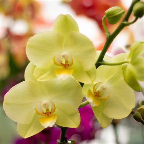 orquideas amarillas significado variedades  fotos