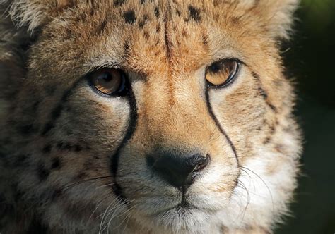 cheetah beekse bergen jna safi kok flickr