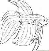 Betta Fish Coloringideas sketch template