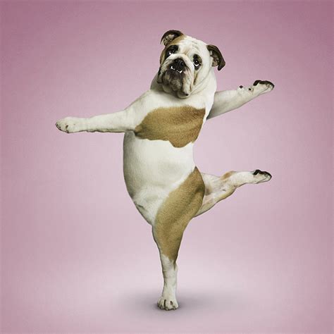 cute pictures  dogs  yoga      day