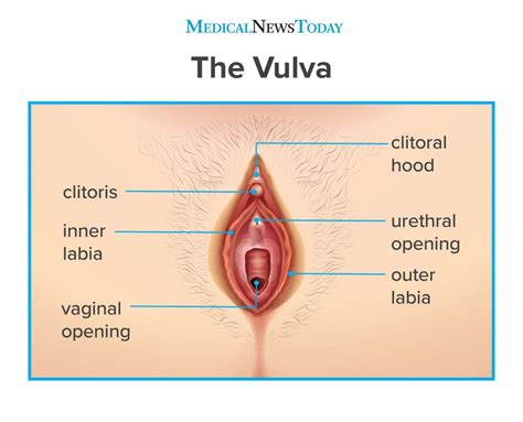 Vulvar Pain Symptoms Causes And Treatment