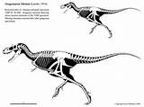 Gorgosaurus Albertosaurus Libratus Hartman Skeletal Dinosaurs Daspletosaurus Batalha Dino Theropod Tyrannosaurus Skeletaldrawing Prehistoric Tmp Sub Skeletons Dinossauros sketch template