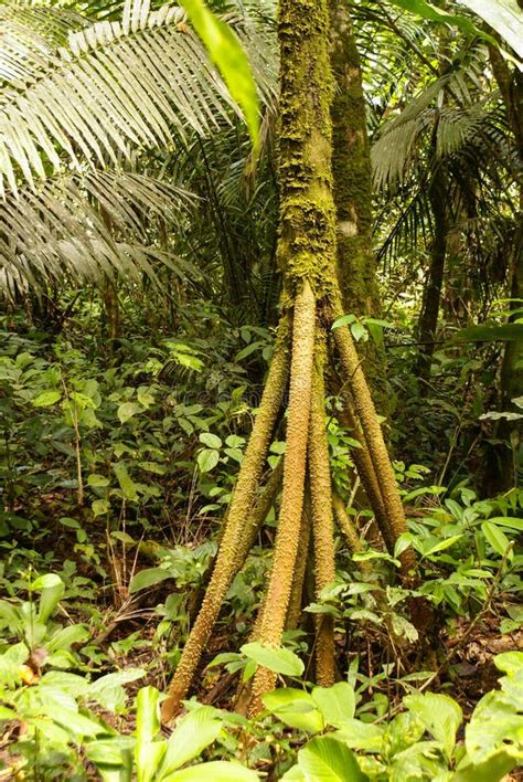 amazon jungle tree stock image image  botanic environment