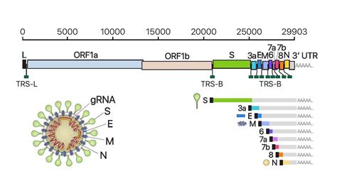 insights   sars   genome transcriptome