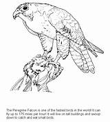 Falcon Coloring Pages Color Animal Print Animals Bird Back sketch template