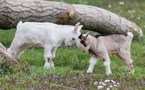 animals nature goats baby animals wallpapers hd desktop  mobile