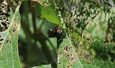 japanese beetle biological control release denver botanic gardens