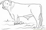 Ongole Bulls Coloringpages101 sketch template