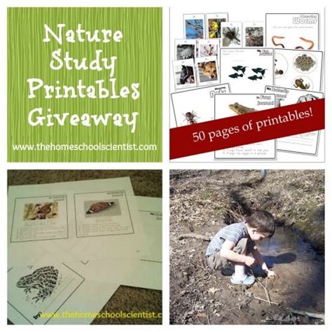 nature study printables  toddlers  preschoolers  homeschool