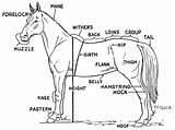 Horse Parts Coloring Pages Diagram Anatomy Drawing Hoof Label Printable Labels Trailer Horses Clip Arabian Clipart Print Kids Animal Body sketch template
