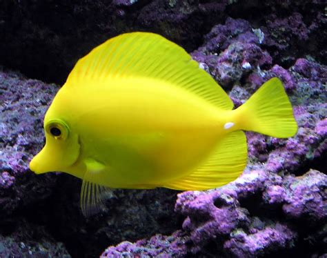 freshwater aquarium fishes freshwater aquarium tropical fish