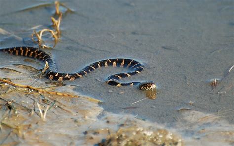 suzanne britton nature photography water snake