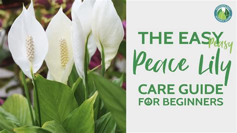 care   peace lily houseplant resource center