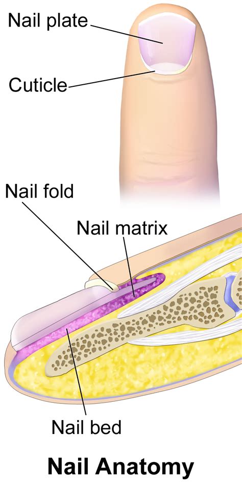 nails human biology