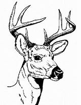 Deer Head Stencil Cliparts Whitetail Attribution Forget Link Don Clipart Hunting sketch template