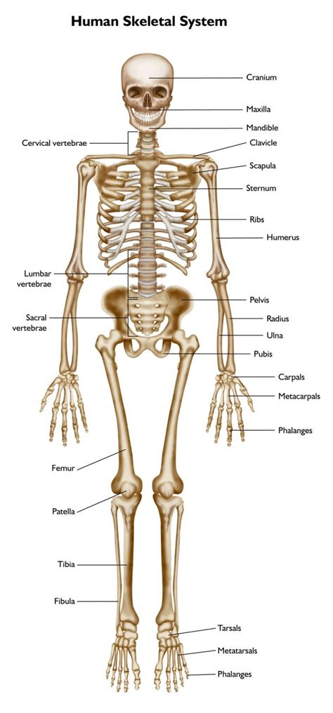 skeletal system runyan grigsbys science page
