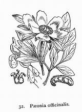 Officinalis Paeonia Peony Common Flora Fitch Smith Illustrations British sketch template