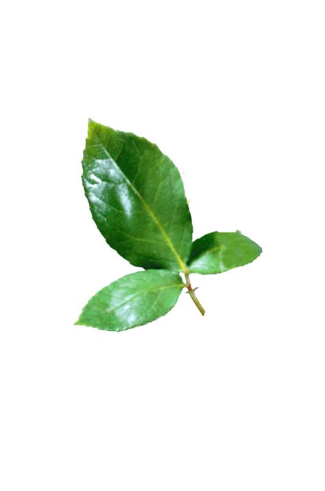 leaves png transparent images pictures  png arts