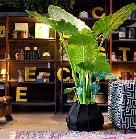 awesome indoor plants decor ideas   home  apartment trendehouse house plants