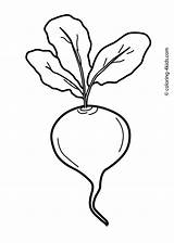 Beet Vegetable Coloring Drawing Pages Kids Vegetables Radish Printable Beetroot Clipart Beets Color Preschool Outline Drawings Colouring Draw Templates Clipartmag sketch template