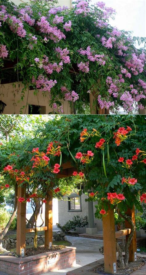 20 Favorite Easy To Grow Fragrant Flowering Vines For Year Round